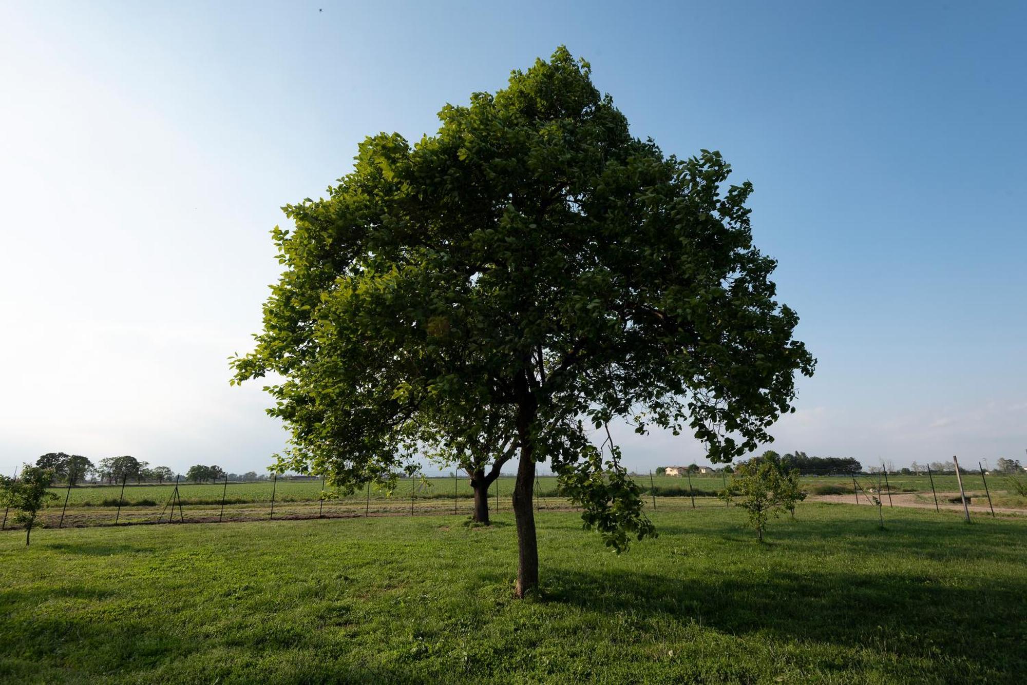 Agriturismo Cascina Graziosa 加梅里亚诺 外观 照片